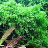 Close-up of Weeping Moss fine drooping fronds showing weeping growth habit