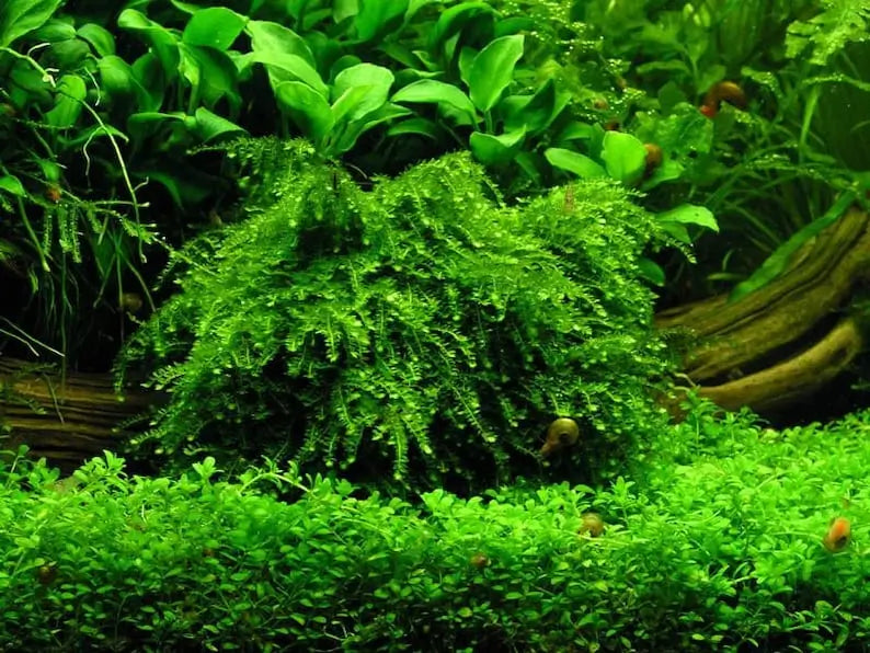 Weeping Moss attached to driftwood showing characteristic downward growth pattern