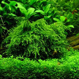 Weeping Moss attached to driftwood showing characteristic downward growth pattern