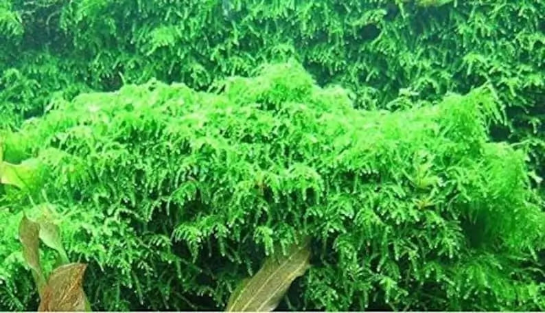 Weeping Moss carpet growing over aquarium hardscape in a planted aquascape