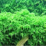 Weeping Moss carpet growing over aquarium hardscape in a planted aquascape