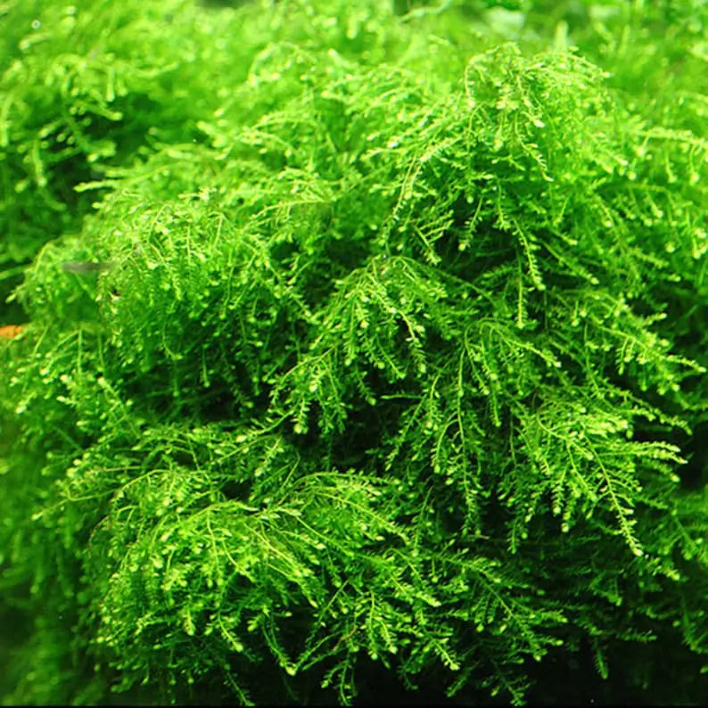 Weeping Moss Vesicularia Ferriei foreground carpet with soft drooping texture