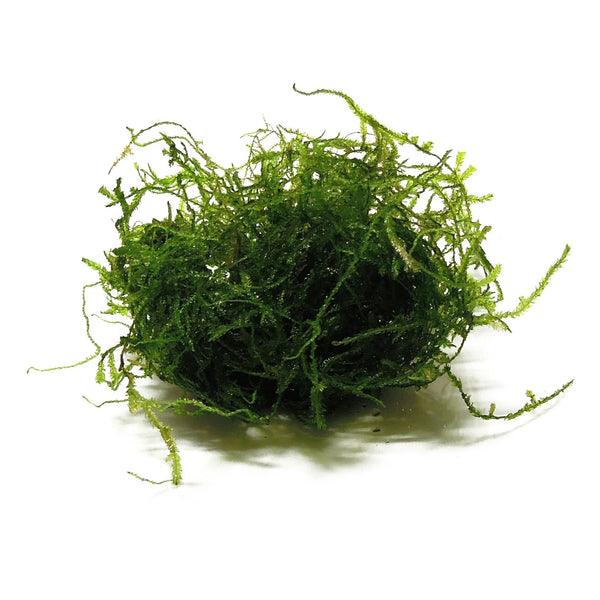 Java Moss [Vesicularia Dubyana]