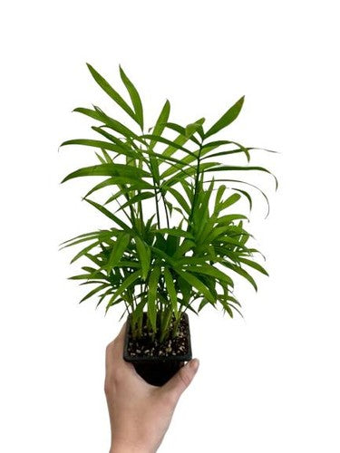 Bella Palm Chamaedorea Elegans Easy Live Plants Free Shipping