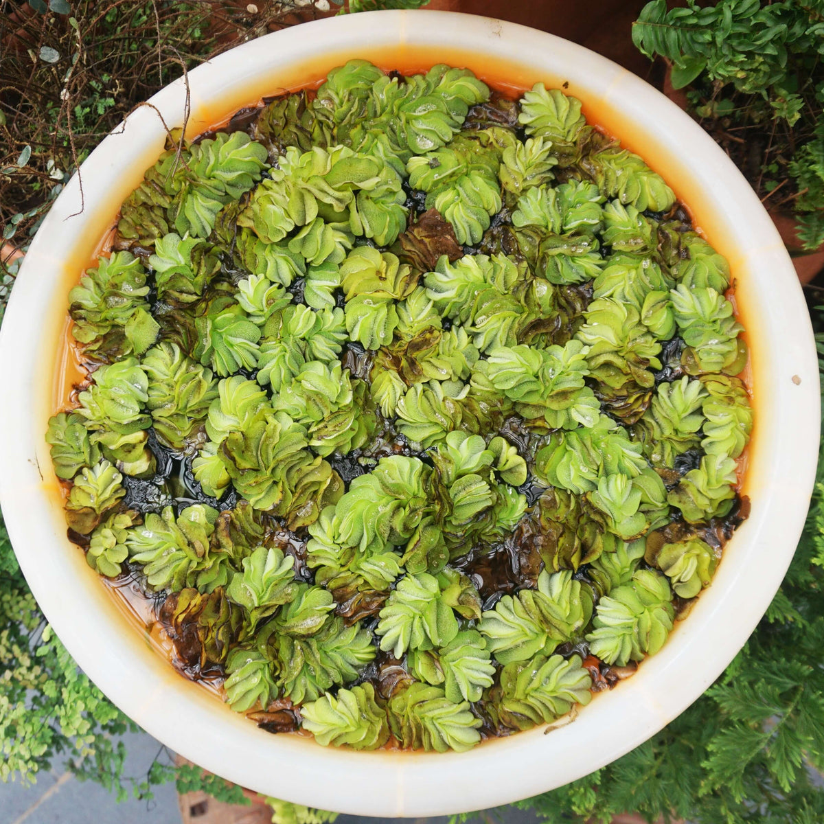 Salvinia Live Floating Aquarium & Pond Plant