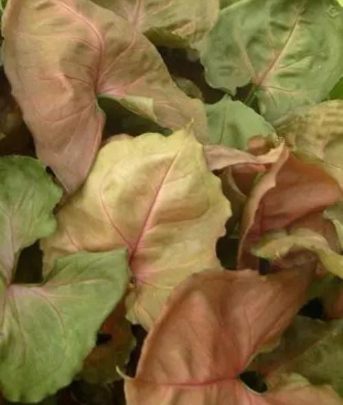 Arrowhead Plant (Syngonium) – Live Houseplant
