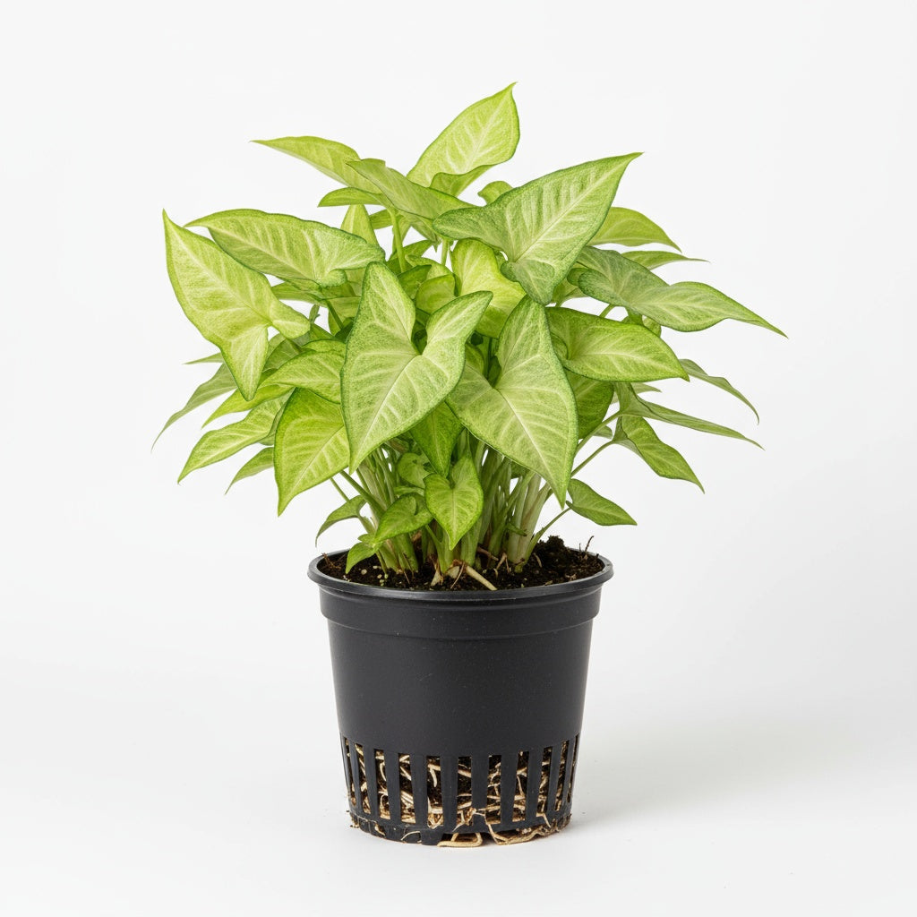 Arrowhead Plant (Syngonium) – Live Houseplant