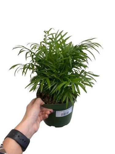 Bella Palm Chamaedorea Elegans Easy Live Plants Free Shipping