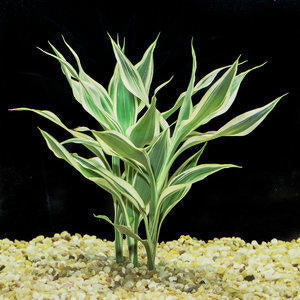 Sanderiana Variegated (Dracaena sanderiana) – Lucky Bamboo Variegated