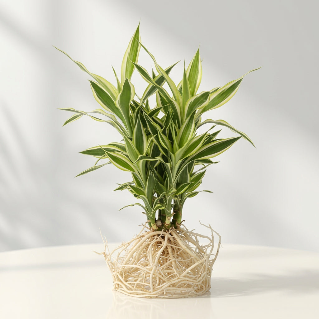 Sanderiana Variegated (Dracaena sanderiana) – Lucky Bamboo Variegated