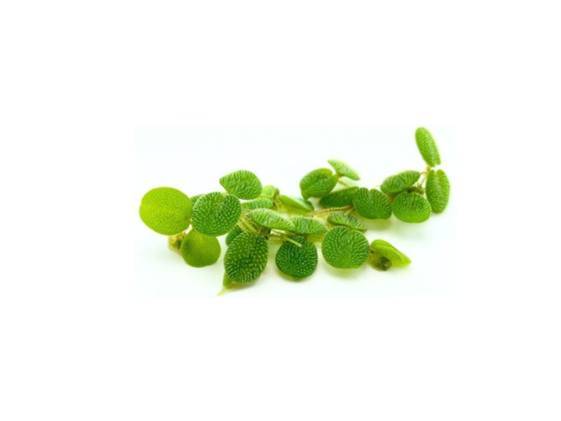 Salvinia Live Floating Aquarium & Pond Plant