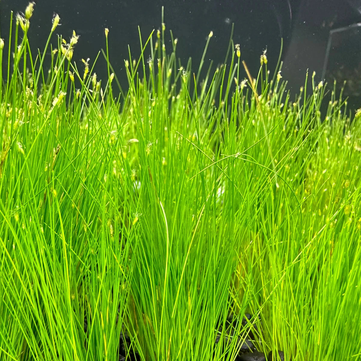 Dwarf Hairgrass [Eleocharis Parvula]