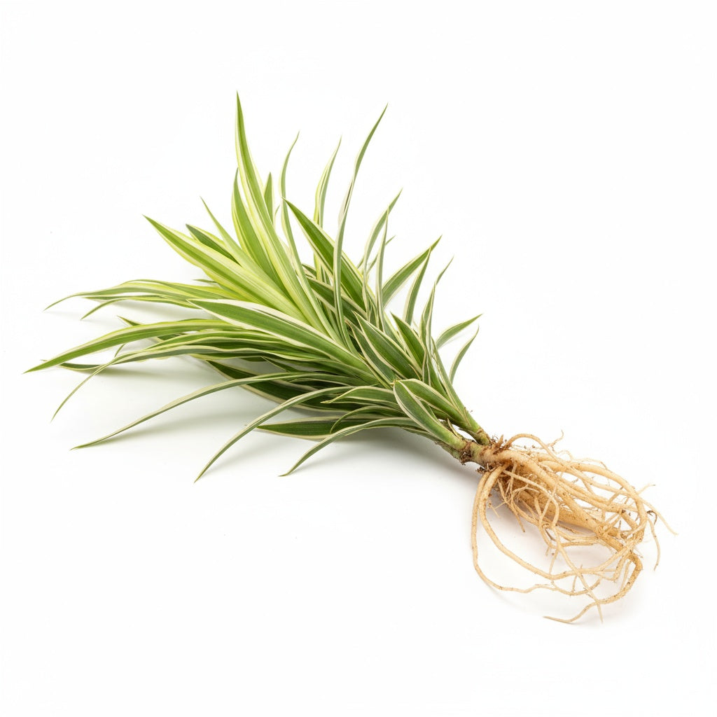 Sanderiana Variegated (Dracaena sanderiana) – Lucky Bamboo Variegated