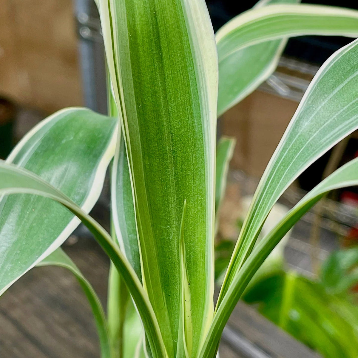 Sanderiana Variegated (Dracaena sanderiana) – Lucky Bamboo Variegated