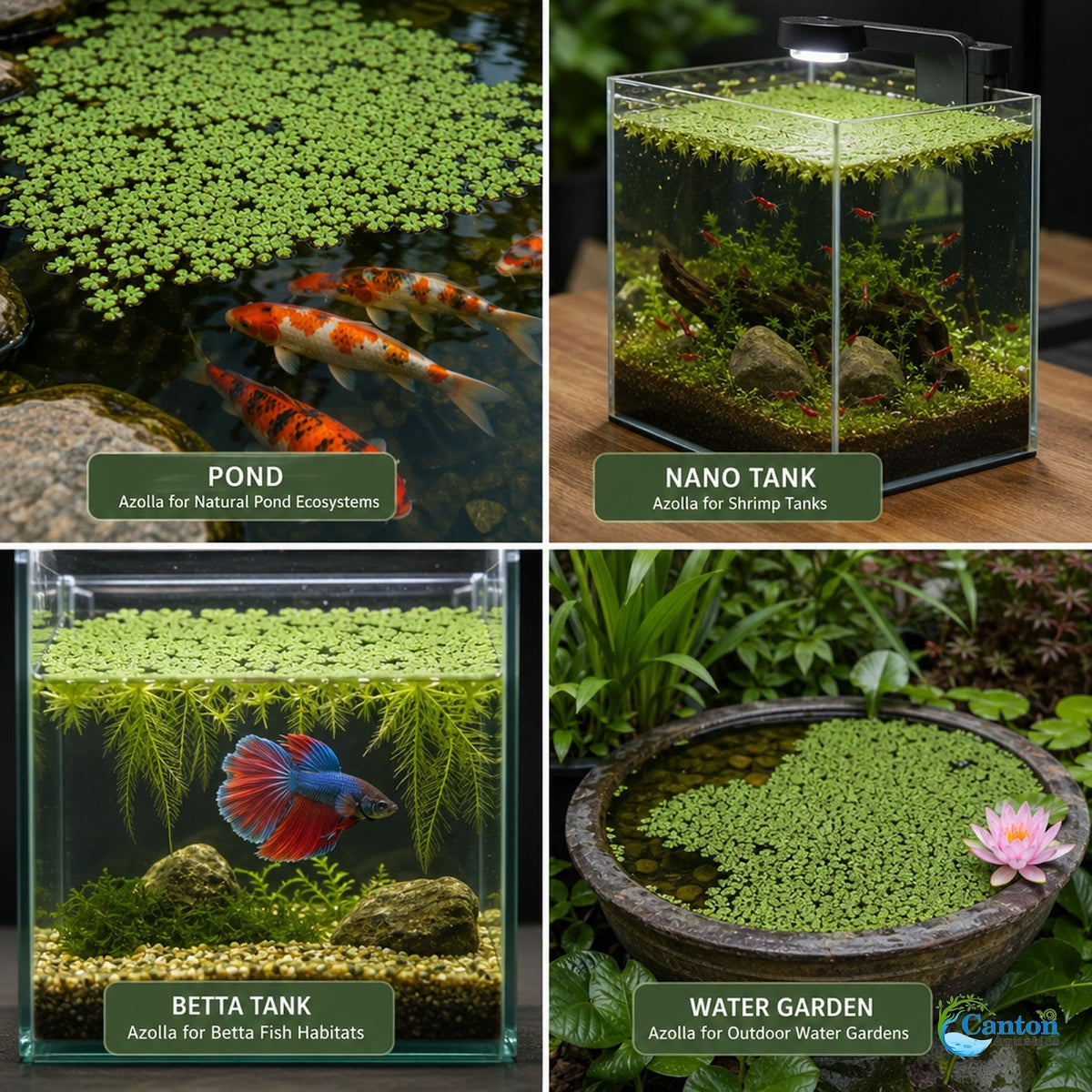 Azolla Filiculoides Water Velvet Floating Aquarium Plant Easy Care Mosquito Fern for Fish Tanks Ponds