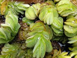 Salvinia Live Floating Aquarium & Pond Plant