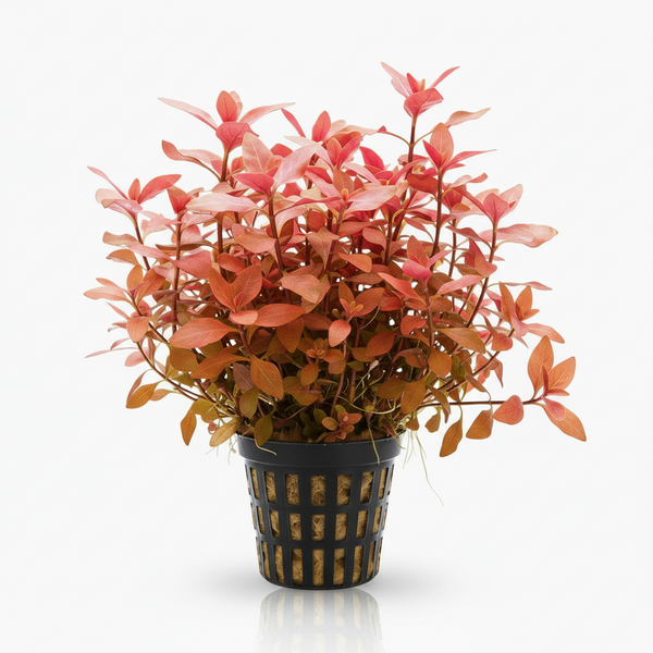 Ludwigia 'Dark Red'