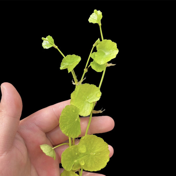 Pennywort [Hydrocotyle sp]