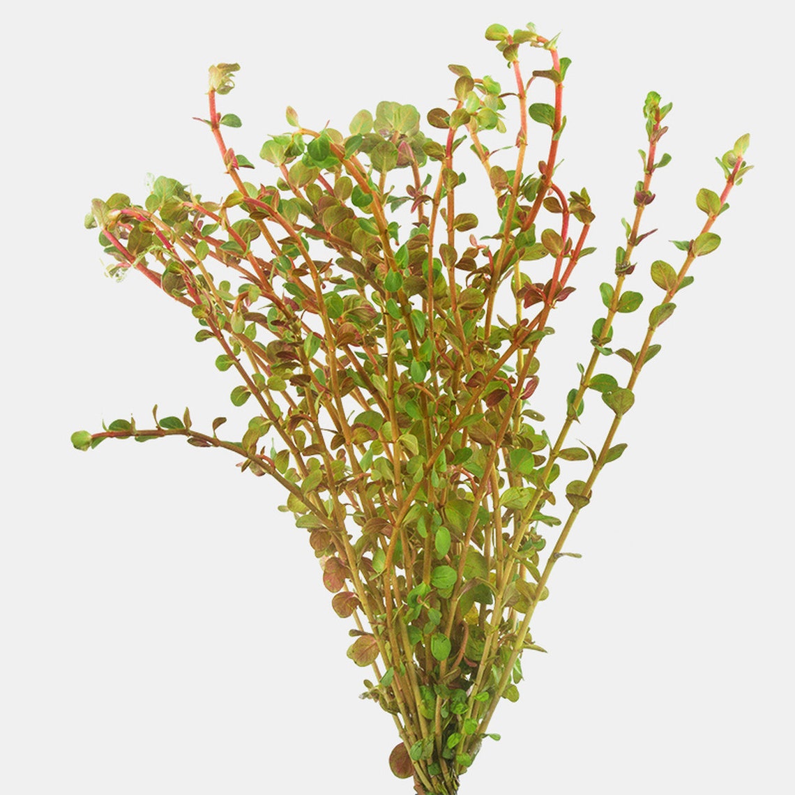 Rotala Vietnam H'Ra - Easy Live Aquarium Plant