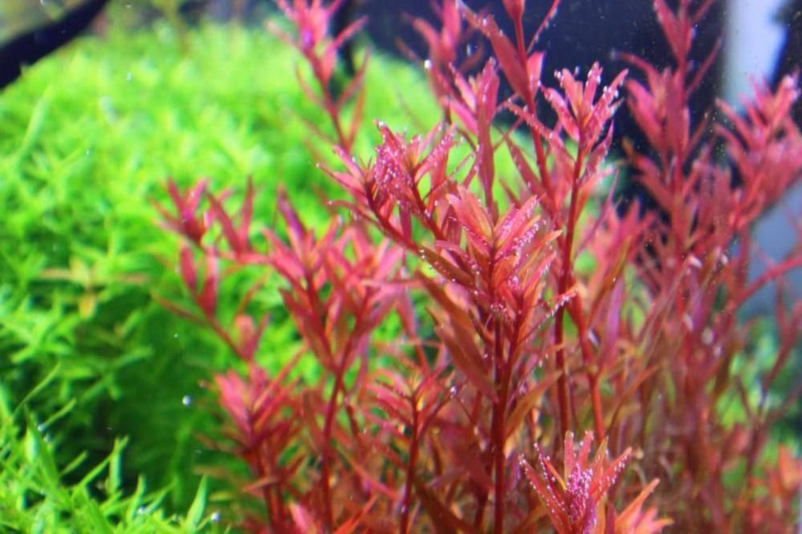 Rotala Vietnam H'Ra - Easy Live Aquarium Plant