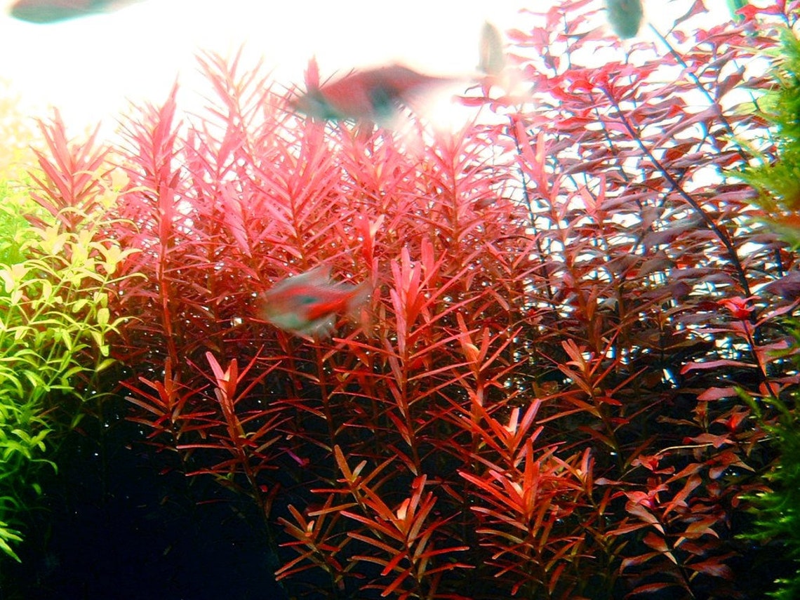 Rotala Vietnam H'Ra - Easy Live Aquarium Plant