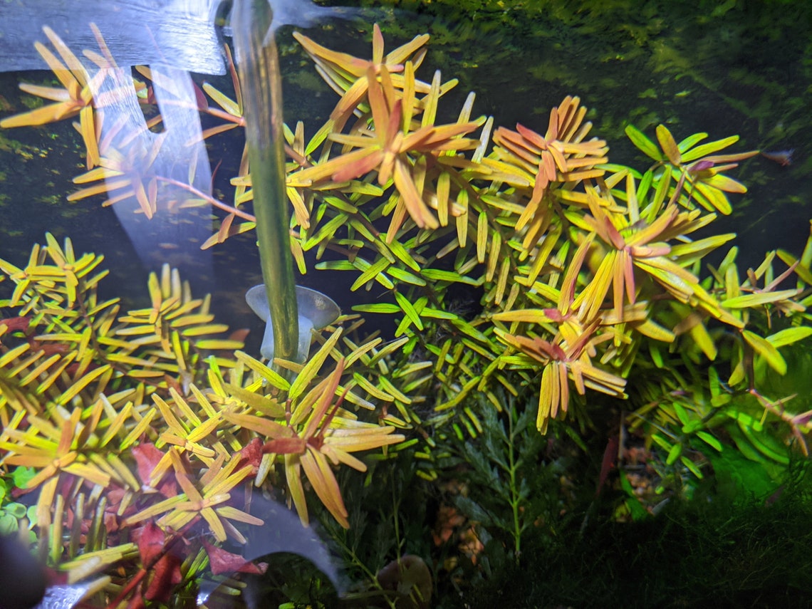 Rotala Vietnam H'Ra - Easy Live Aquarium Plant