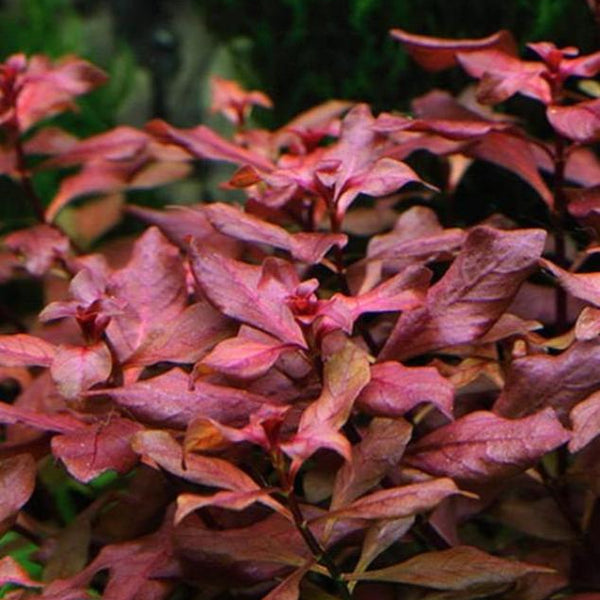 Ludwigia Super Red "Mini"