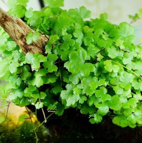 Hydrocotyle Tripartita sp. Japan