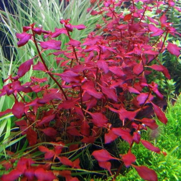 Ludwigia Super Red "Mini"