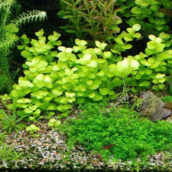 Golden Lloydiella-Golden Creeping Jenny [Lysimachia nummularia
