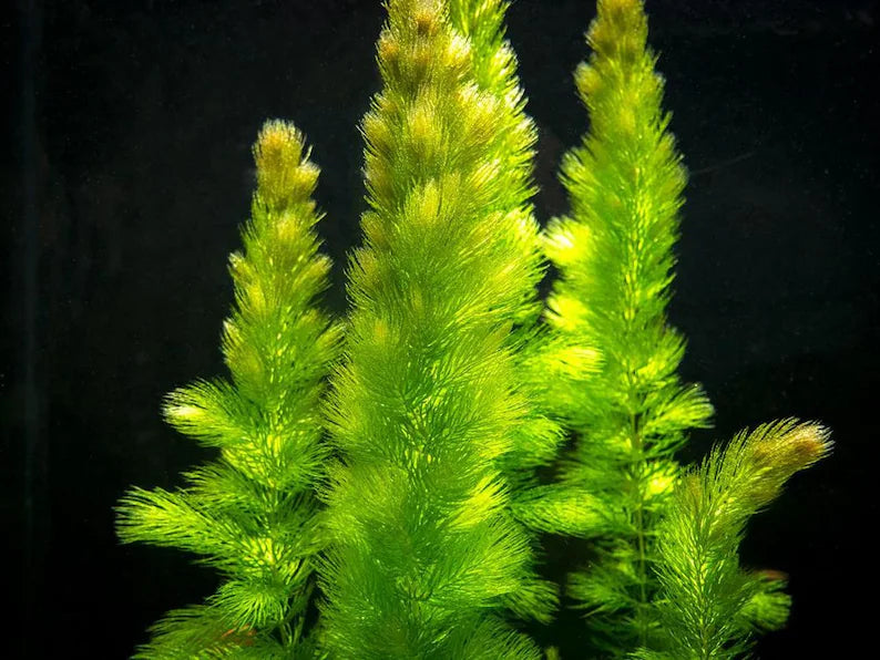 Hornwort-Coontail [Ceratophyllum Demersum]