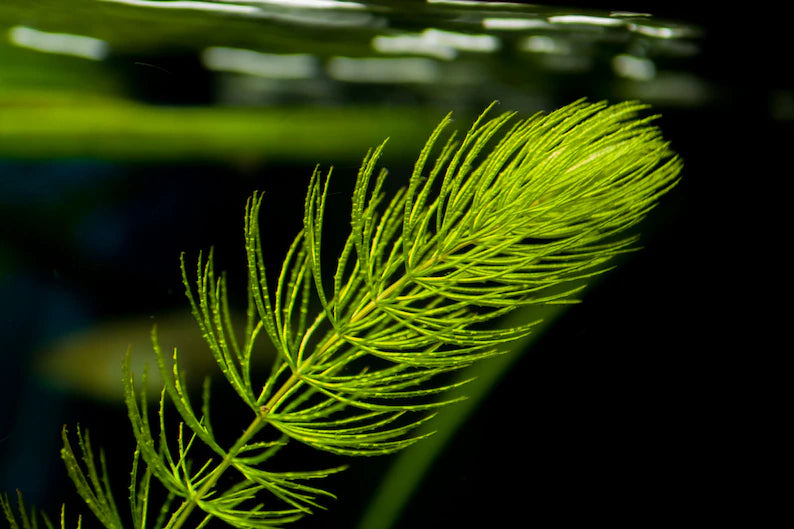 Hornwort-Coontail [Ceratophyllum Demersum]