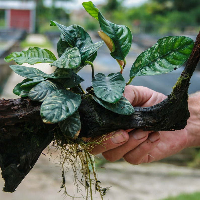 Anubias Barteri 'Coffeefolia'