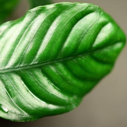 Anubias Barteri 'Coffeefolia'