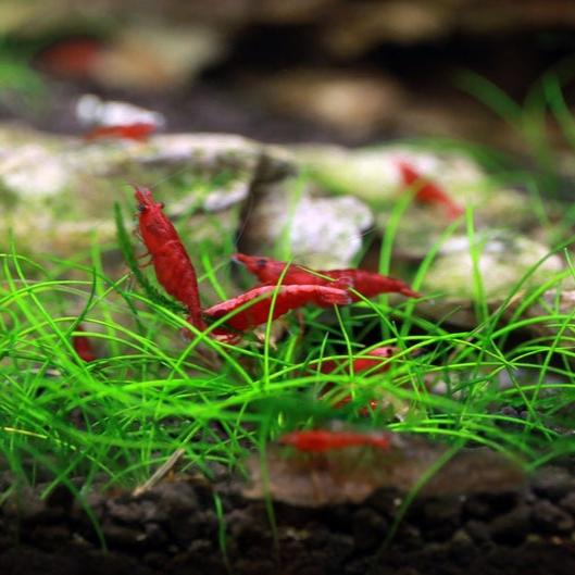 Dwarf Hairgrass [Eleocharis Parvula]