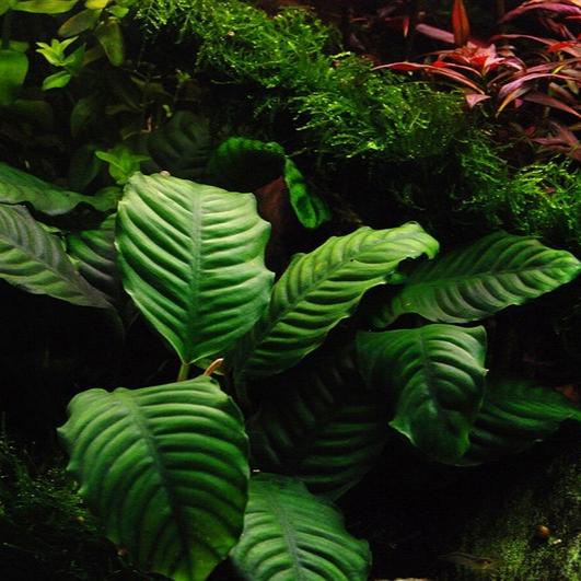 Anubias Barteri 'Coffeefolia'