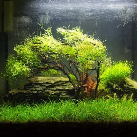 Dwarf Hairgrass [Eleocharis Parvula]