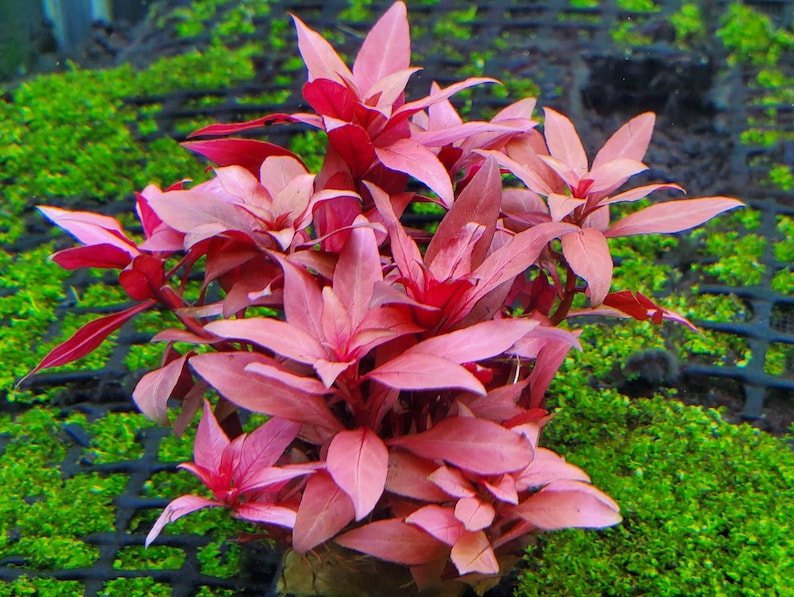 Ludwigia Peruensis