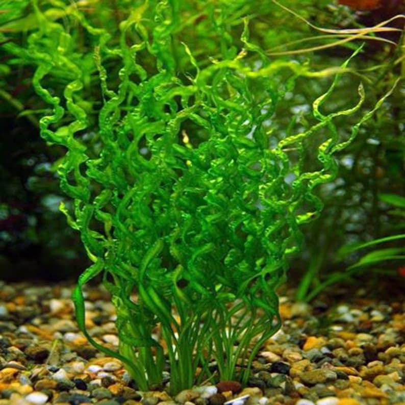 Corkscrew Sword [Echinodorus Vesuvius] – PlantedPro