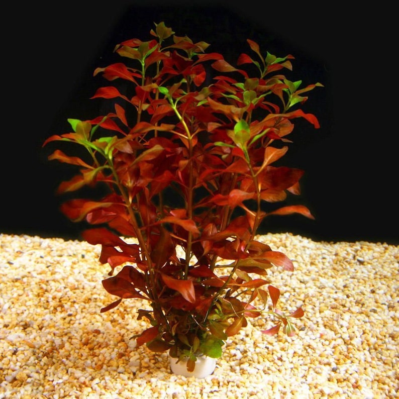 Ludwigia 'Dark Red'