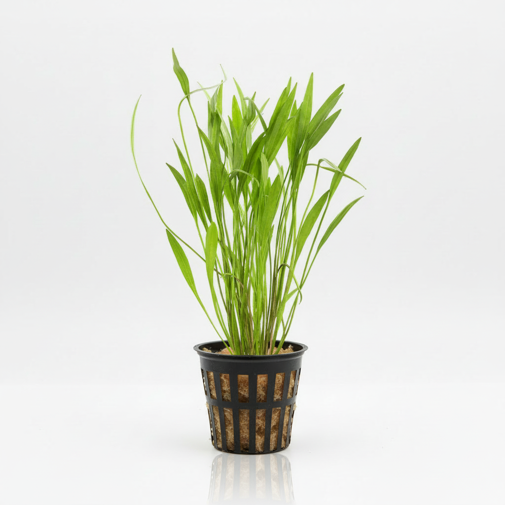 Broadleaf Chain Sword [Echinodorus Quadricostatus]