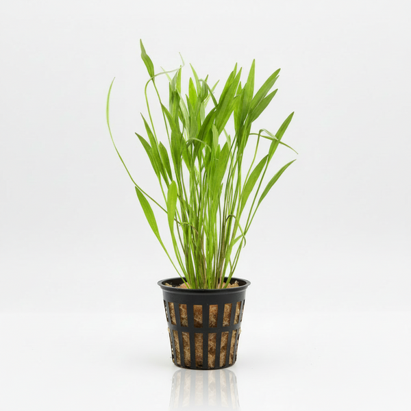 Broadleaf Chain Sword [Echinodorus Quadricostatus]