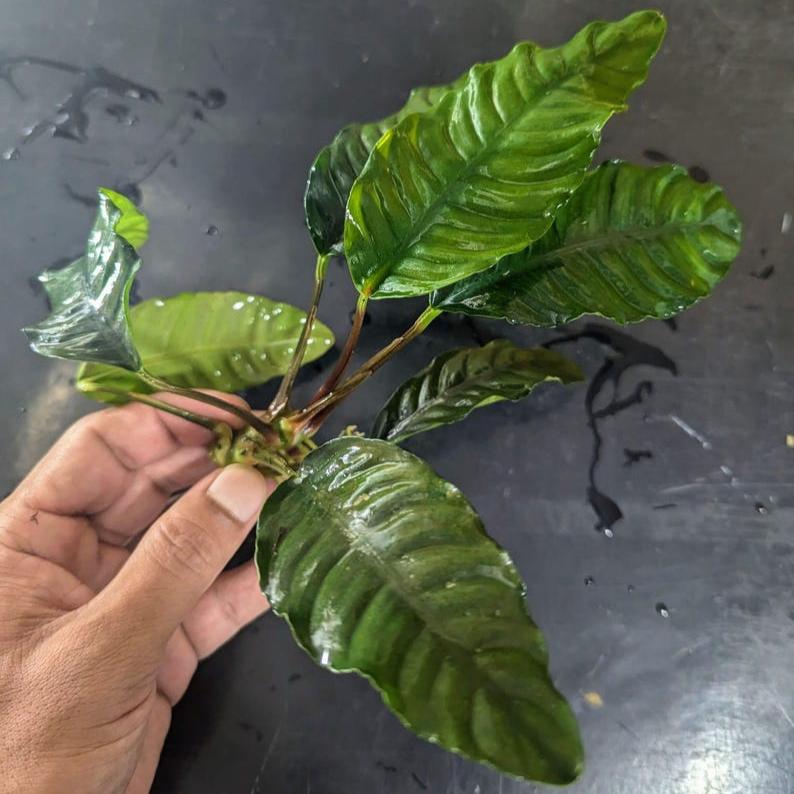 Anubias Barteri 'Coffeefolia'