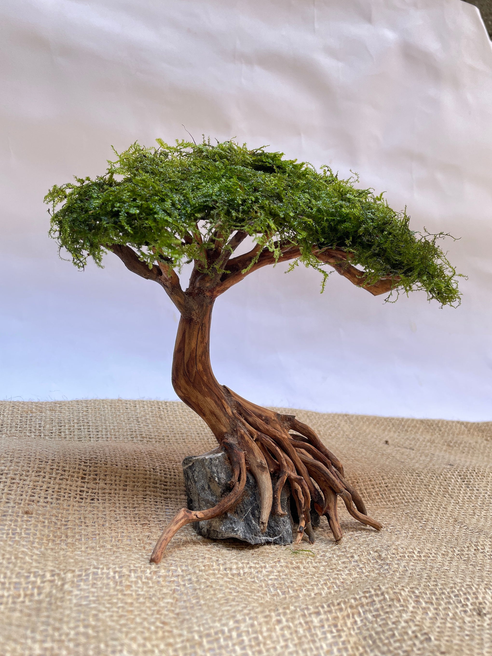 bonsai tree for aquascape Aquarium Driftwood Moss Bonsai Tree – PlantedPro