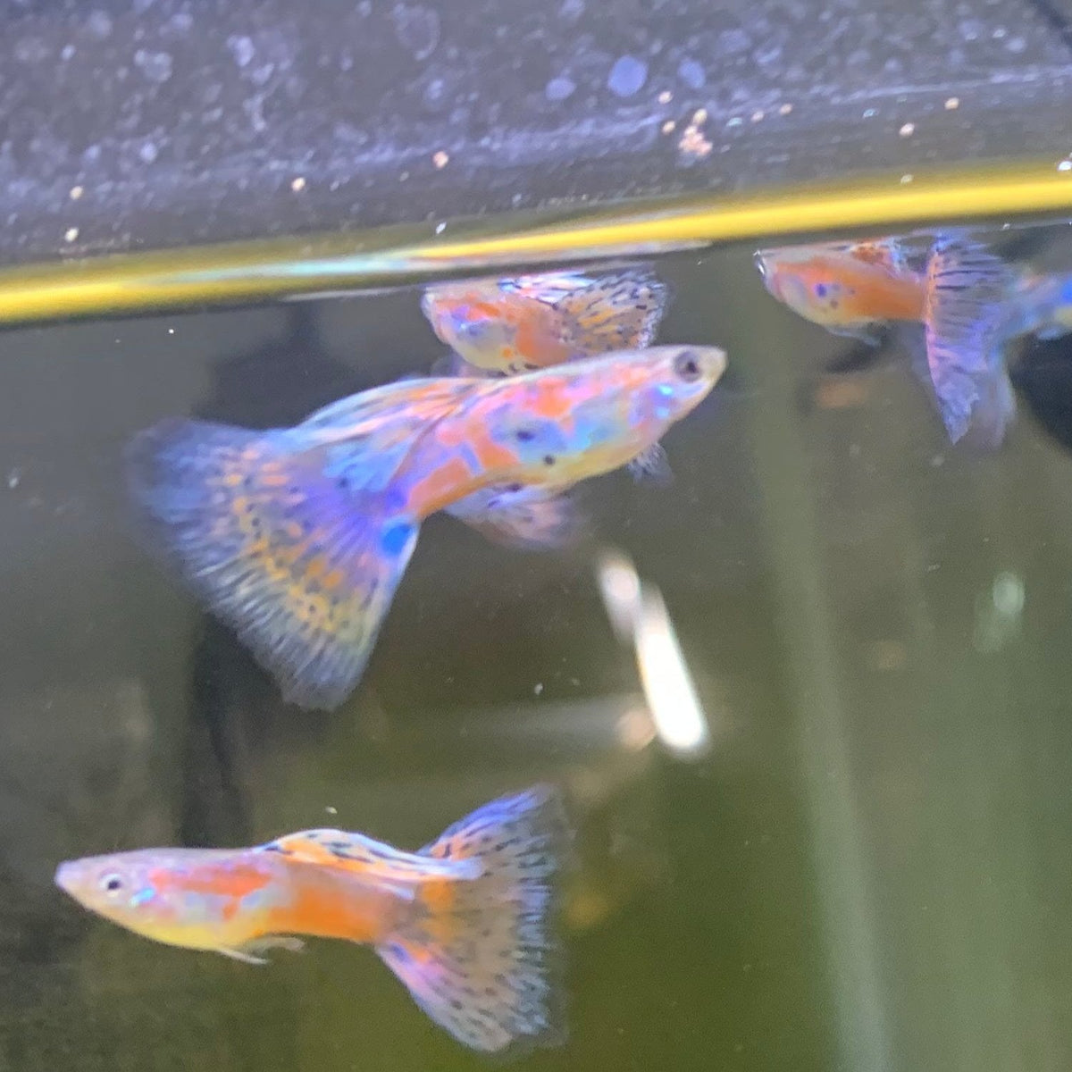 Pink Grass Guppy