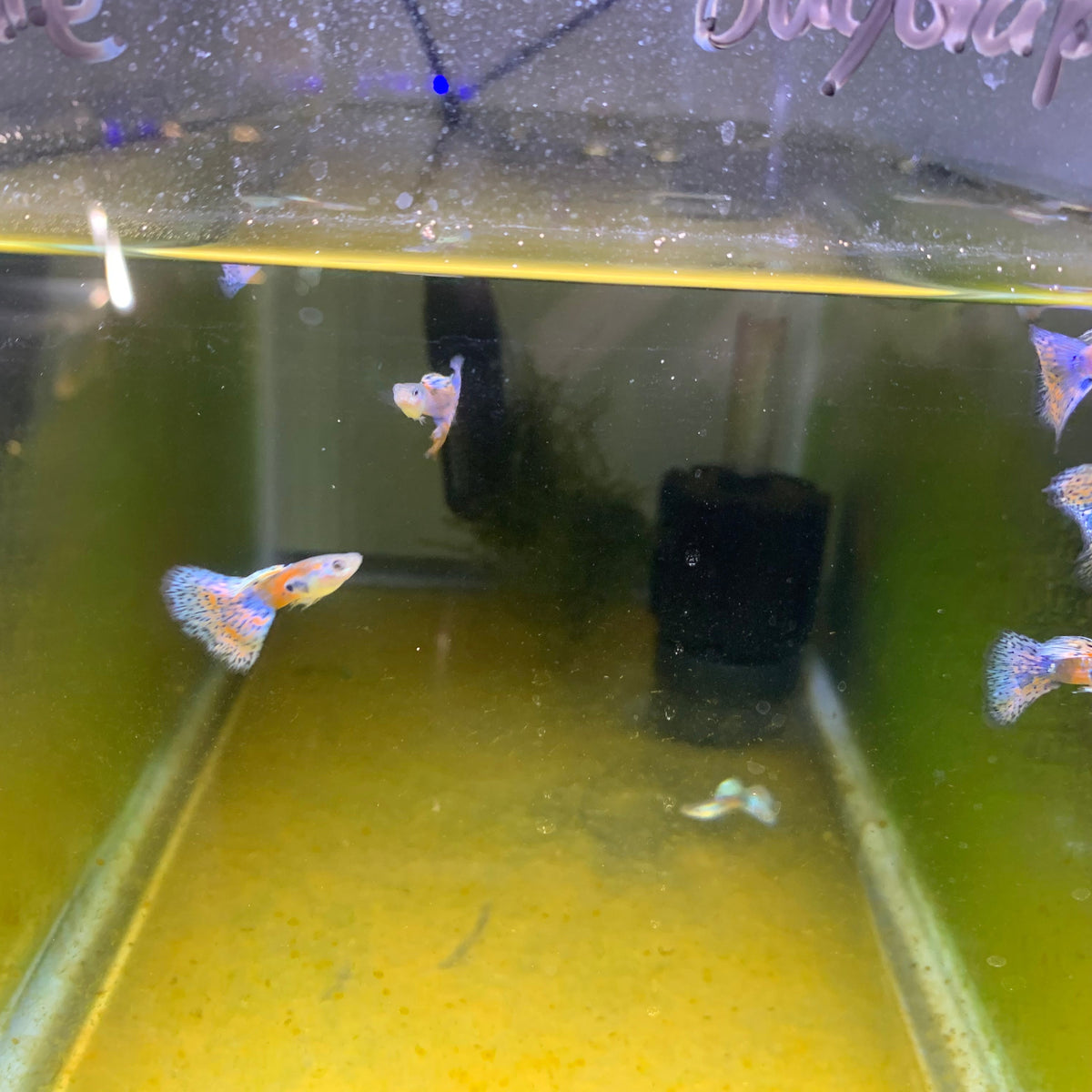 Pink Grass Guppy