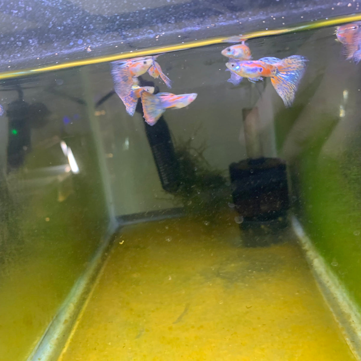 Pink Grass Guppy