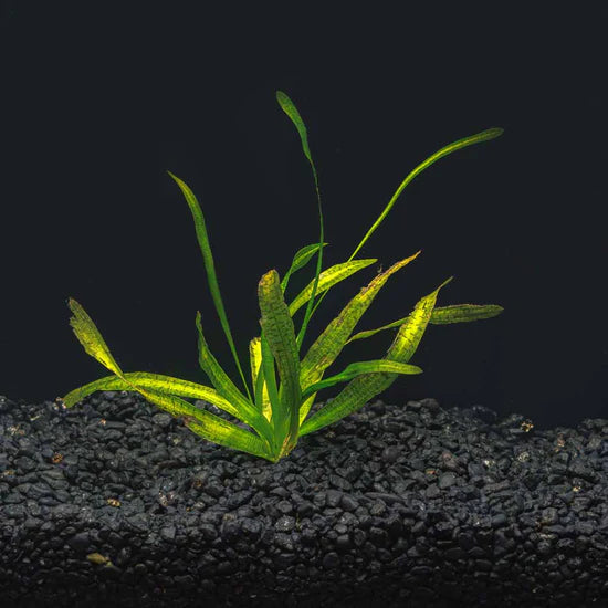 Jungle Val [Vallisneria Americana]