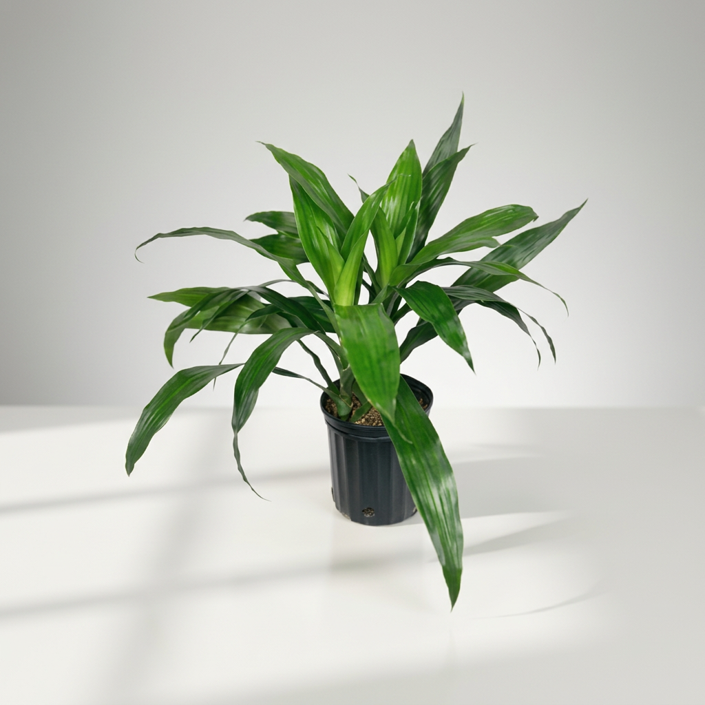 Janet Craig Pineapple Aquatic Terrarium Plant Dracaena Compacta