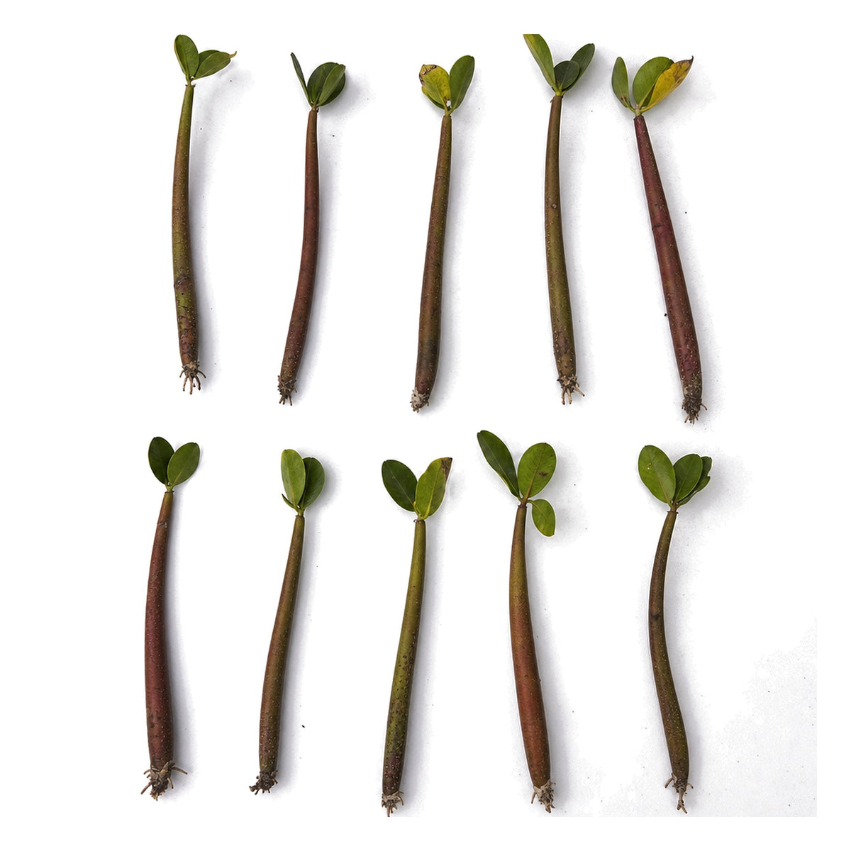 Red Mangrove Live Bare Root Plant Freshwater Brackish Terrarium